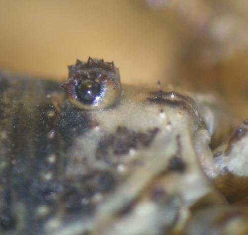 Réf. 125 871 : Mitopus glacialis