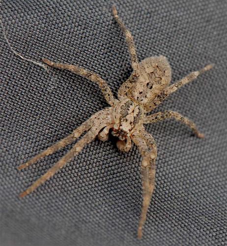 Réf. 125 187 : Zoropsis spinimana