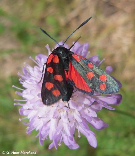Réf. 125 811 : Zygaena transalpina
