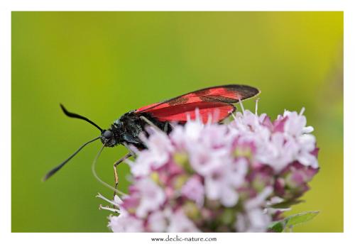 Zygaena filipendulae