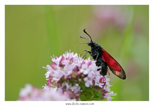 Zygaena filipendulae