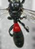 125289 – Photo : Arthropa - Benoit Martha – France (71)