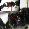 125290 – Photo : Arthropa - Benoit Martha – France (71)
