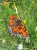 125774 – Photo : Aurélien GAUNET – France (66)