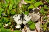 125080 – Photo : Jean-François Maradan – France (74)
