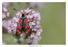125570 – Photo : Denis Girard – France (74)