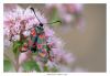 125569 – Photo : Denis Girard – France (74)