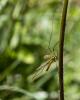 125940 – Photo : lguez – France (73)