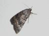 Amphipyra sp.