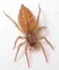 125409 – Photo : Arthropa - Benoit Martha – France (21)