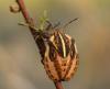 125399 – Photo : Arthropa - Benoit Martha – France (20)