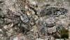125411 – Photo : Arthropa - Benoit Martha – France (21)