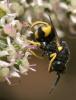 125407 – Photo : Arthropa - Benoit Martha – France (64)