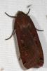 125689 – Photo : Arthropa - Benoit Martha – France (07)