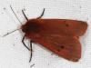 125688 – Photo : Arthropa - Benoit Martha – France (07)