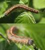 125406 – Photo : Arthropa - Benoit Martha – France (63)