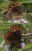 125408 – Photo : Arthropa - Benoit Martha – France (21)