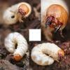 125686 – Photo : Arthropa - Benoit Martha – France (71)