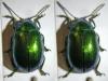 125692 – Photo : Arthropa - Benoit Martha – France (21)