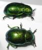 125690 – Photo : Arthropa - Benoit Martha – France (21)