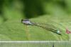 125405 – Photo : Arthropa - Benoit Martha – France (71)