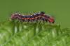 125400 – Photo : Arthropa - Benoit Martha – France (71)
