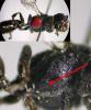 125294 – Photo : Arthropa - Benoit Martha – France (71)