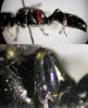 125297 – Photo : Arthropa - Benoit Martha – France (71)