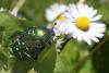 125901 – Photo : Patrick ETIENNE – France (57)