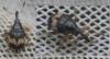 125300 – Photo : Guénael Hallart – France (02)
