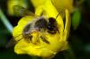125580 – Photo : Christophe Quintin – France (21)