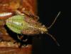 Corizus hyoscyami hyoscyami