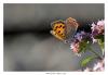 125659 – Photo : Denis Girard – France (74)