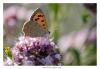 125660 – Photo : Denis Girard – France (74)
