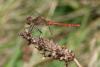 125487 – Photo : Didier Houbrechts – Belgique