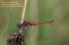 125825 – Photo : Didier Houbrechts – Belgique