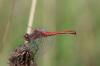 125831 – Photo : Didier Houbrechts – Belgique