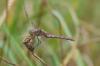 125995 – Photo : Didier Houbrechts – Belgique