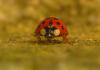 125902 – Photo : Jean-Claude Jamoulle – France (06)