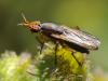 125097 – Photo : Prisca – France (13)