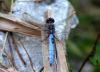125315 – Photo : Jean-Claude Jamoulle – France (06)