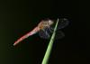 125905 – Photo : Jean-Claude Jamoulle – France (06)