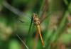 125042 – Photo : Patrick Decreus – France (22)