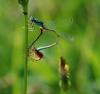 125321 – Photo : Patrick Decreus – France (93)