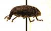 Larinus turbinatus