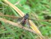 125792 – Photo : Guillaume Huot-Marchand – France (88)
