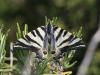 125671 – Photo : Sylvain Houpert – France (11)