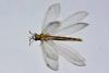 125513 – Photo : Nicolas VISSYRIAS – France (83)