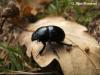 125758 – Photo : Guillaume Huot-Marchand – France (88)