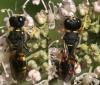 125389 – Photo : Arthropa - Benoit Martha – France (64)